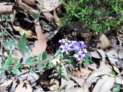 Billardiera variifolia, photographed by T. Hammer