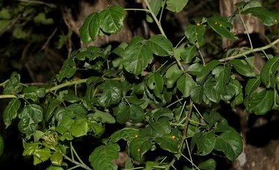 Heteromorpha arborescens, photographed by Alan Manson