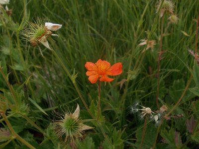 Geum coccineum, photographed by Dmitriy Bochkov