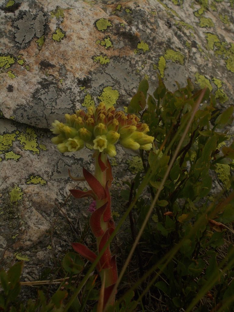 Sempervivum heuffelii, photographed by Dmitriy Bochkov