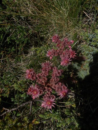 Sempervivum marmoreum, photographed by Dmitriy Bochkov