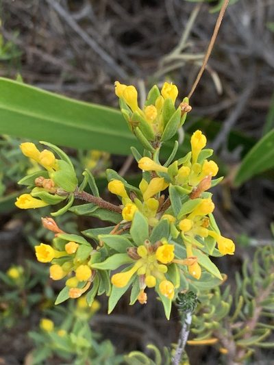Gnidia simplex, photographed by Dave Richardson