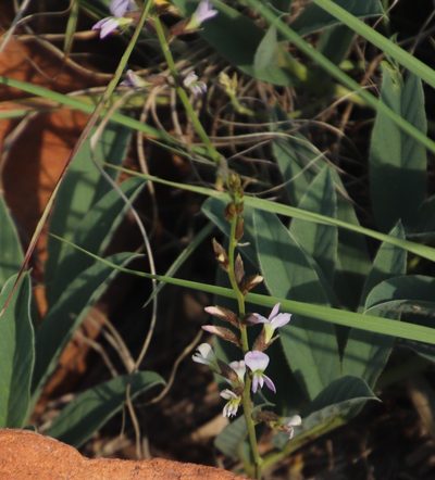 Ophrestia oblongifolia, photographed by Tony Rebelo