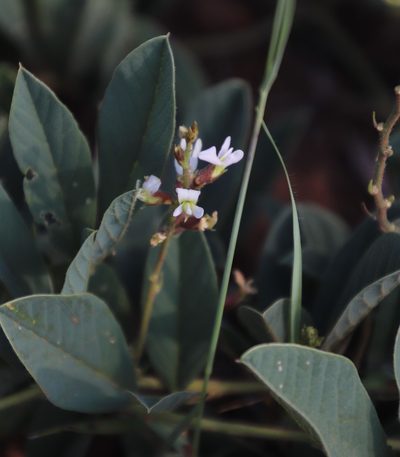 Ophrestia oblongifolia, photographed by Tony Rebelo
