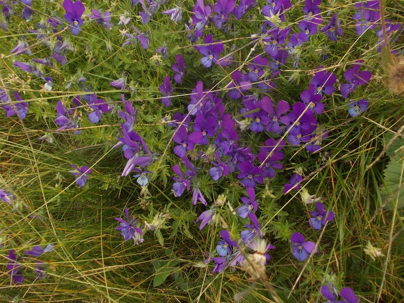 Viola dacica, photographed by Dmitriy Bochkov