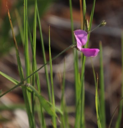 Tephrosia longipes, photographed by Tony Rebelo