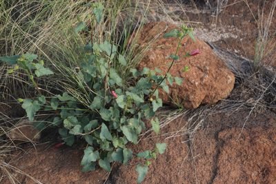 Hibiscus engleri, photographed by Tony Rebelo