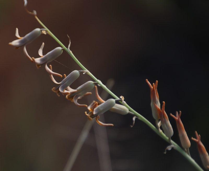 Dipcadi ciliare, photographed by Tony Rebelo