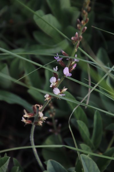 Ophrestia oblongifolia, photographed by Tony Rebelo