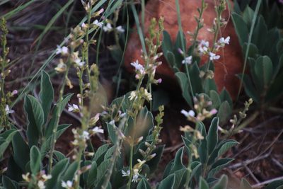 Ophrestia oblongifolia, photographed by Tony Rebelo