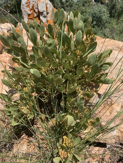 Searsia magalismontana, photographed by Matthew Fainman