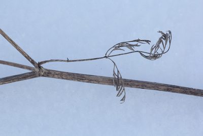 Kitagawia baicalensis, photographed by Nina Filippova