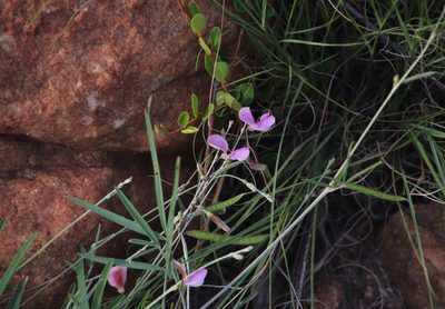 Tephrosia longipes, photographed by Tony Rebelo