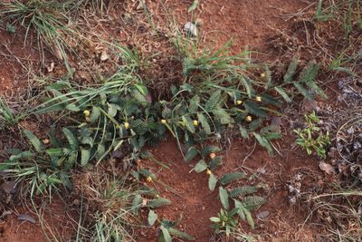 Chamaecrista comosa, photographed by Tony Rebelo