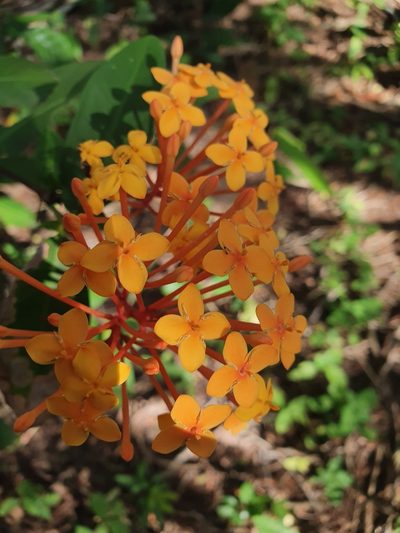 Ixora chinensis, photographed by Jacek Pietruszewski