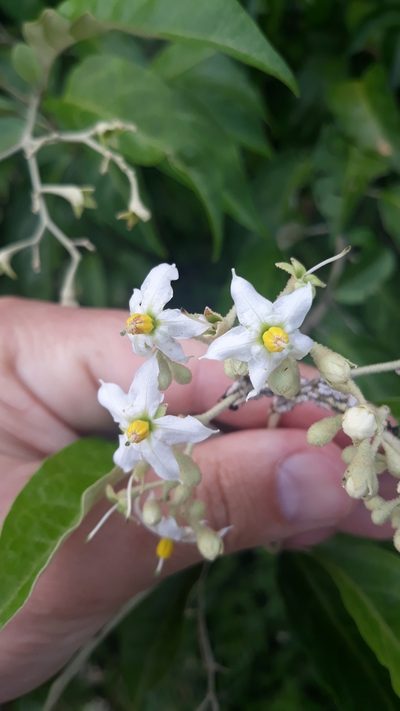 Solanum sanctae-catharinae, photographed by Edson Luis Fabro Gasperin