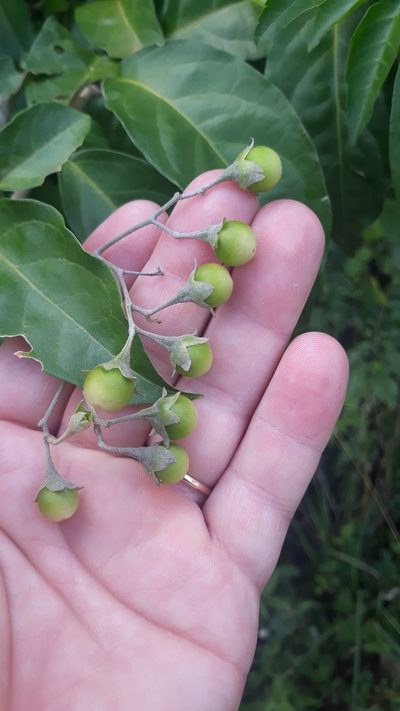 Solanum sanctae-catharinae, photographed by Edson Luis Fabro Gasperin