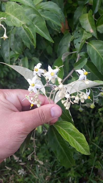 Solanum sanctae-catharinae, photographed by Edson Luis Fabro Gasperin