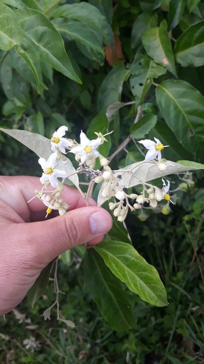 Solanum sanctae-catharinae, photographed by Edson Luis Fabro Gasperin
