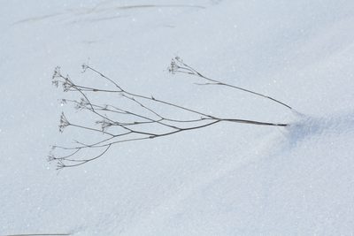 Kitagawia baicalensis, photographed by Nina Filippova