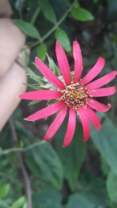 Mutisia coccinea, photographed by Edson Luis Fabro Gasperin