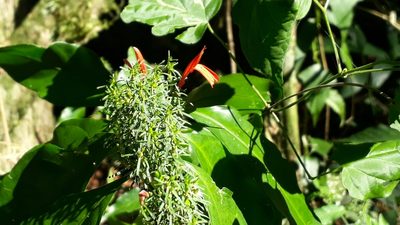 Justicia brasiliana, photographed by Fernando Sessegolo