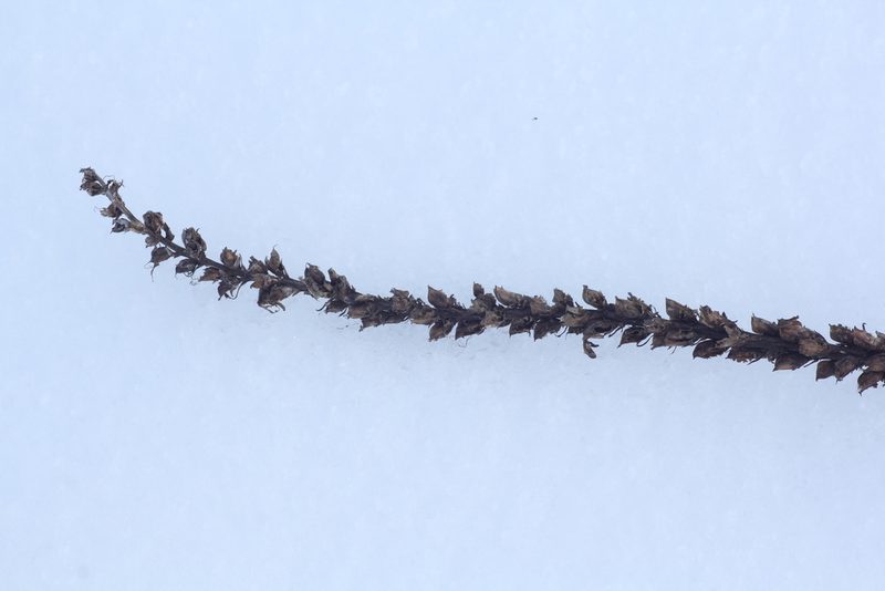 Pedicularis elata, photographed by Nina Filippova