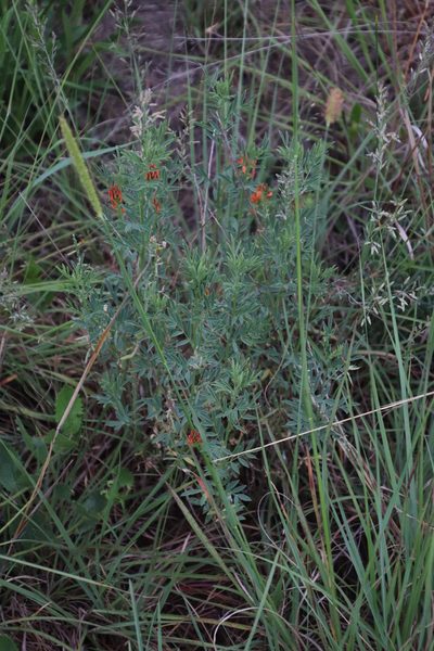 Indigastrum burkeanum, photographed by Tony Rebelo