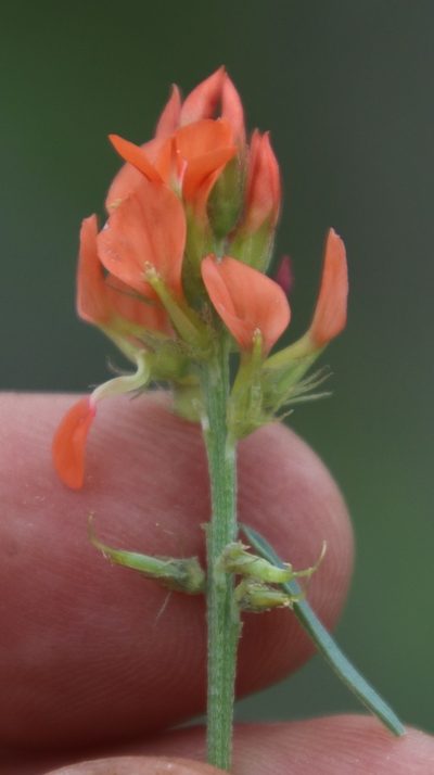 Indigastrum burkeanum, photographed by Tony Rebelo