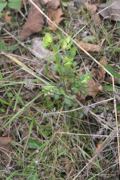 Euphorbia crenulata, photographed by runcator