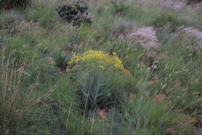 Senecio venosus, photographed by Tony Rebelo