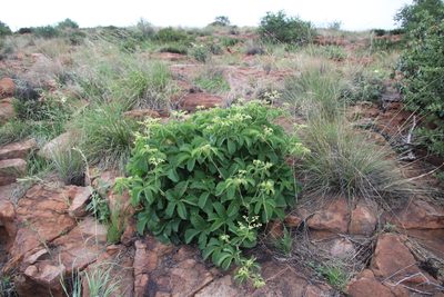 Cyphostemma lanigerum, photographed by Tony Rebelo