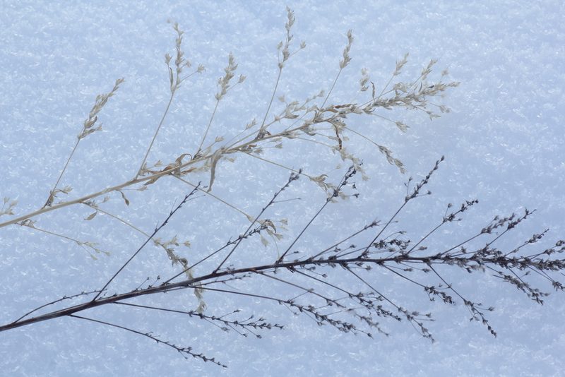 Axyris amaranthoides, photographed by Nina Filippova