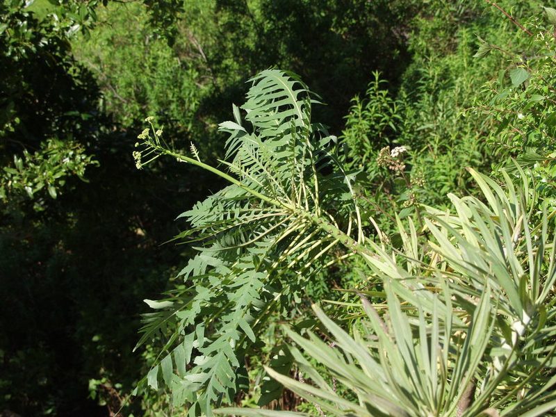 Sonchus palmensis, photographed by Ina Siebert