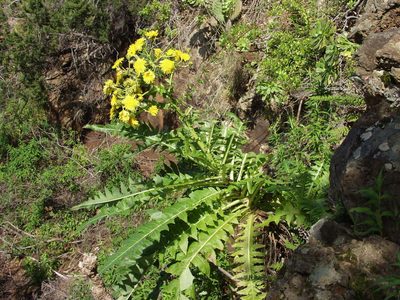 Sonchus hierrensis, photographed by Ina Siebert
