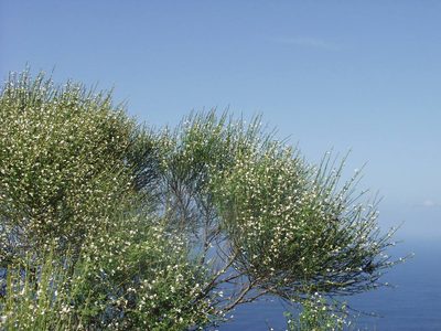 Retama rhodorhizoides, photographed by Ina Siebert