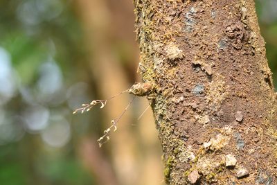 Dendrobium turbinatum, photographed by S.MORE