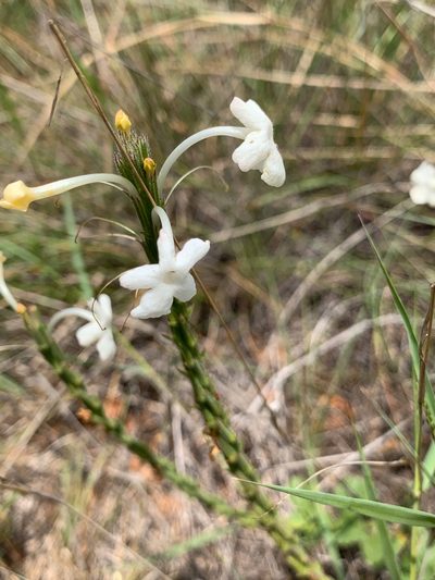 Chascanum hederaceum, photographed by Matthew Fainman