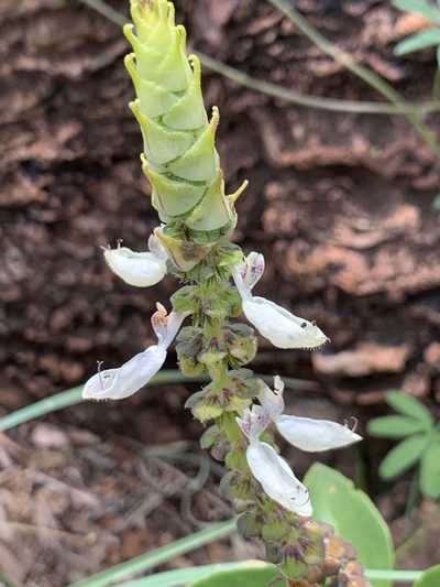 Coleus pentheri, photographed by Matthew Fainman