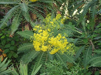 Sonchus palmensis, photographed by Ina Siebert