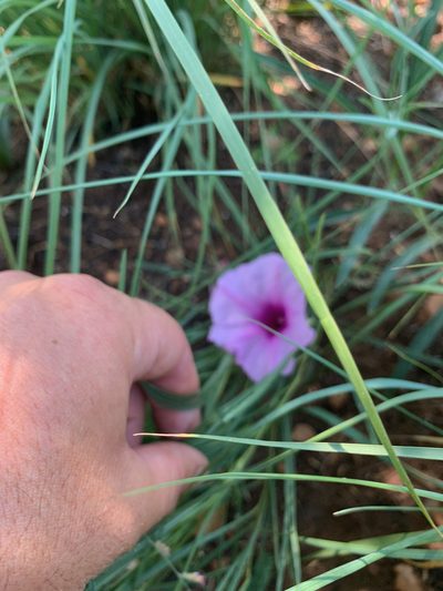 Ipomoea bolusiana, photographed by Matthew Fainman