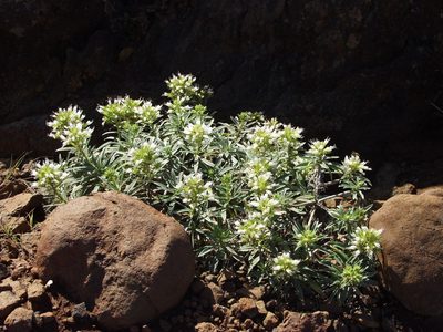 Echium brevirame, photographed by Ina Siebert