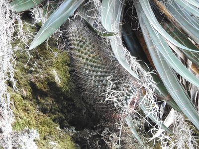 Mammillaria petterssonii, photographed by Oscar Alejandro Morales Juárez