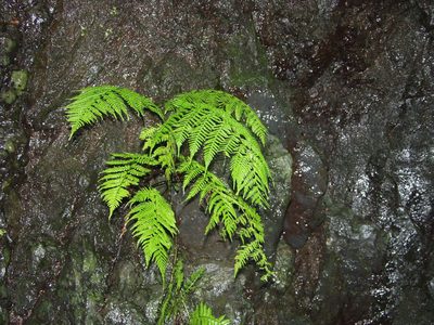 Diplazium caudatum, photographed by Ina Siebert