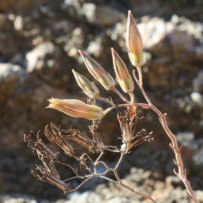 Tylecodon striatus, photographed by Kevin Murray