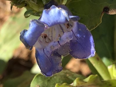 Penstemon glaber, photographed by Jared Shorma