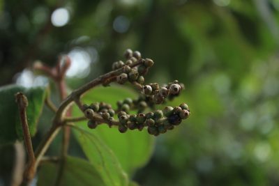 Miconia aeruginosa, photographed by Andrés Ramírez-Barrera