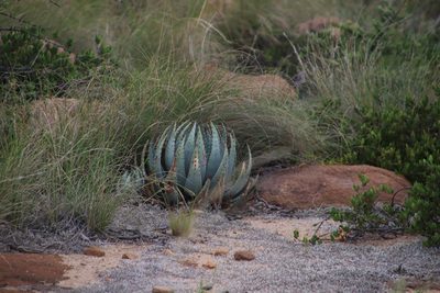 Aloe peglerae, photographed by Tony Rebelo