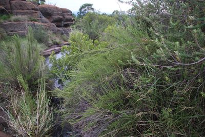 Cliffortia linearifolia, photographed by Tony Rebelo