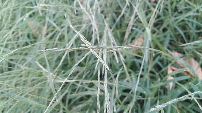 Muhlenbergia schreberi, photographed by Josep Gesti